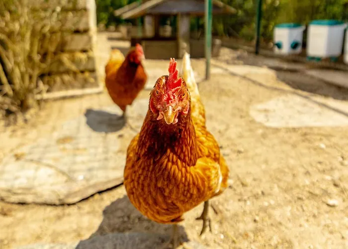 Villa Harmonie - Luxe, Jaccuzzi Et Piscine En Charente-maritime
